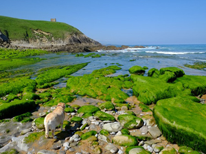 Visitar Parque Oyambre y Picos Europa en Cantabria
